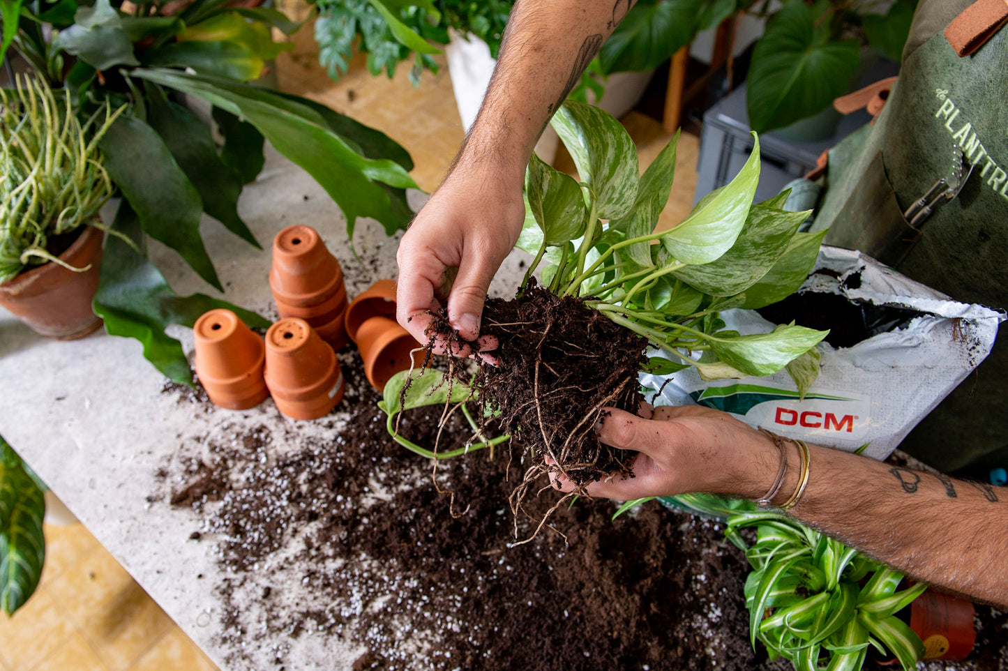 Workshop kamerplanten masterclass - planten verzorgen voor gevorderden
