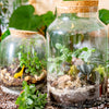 Workshop terrarium bouwen