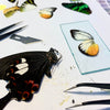 Workshop vlinders tussen glas
