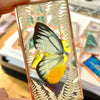 Workshop vlinders tussen glas