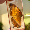 Workshop vlinders tussen glas
