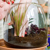Workshop terrarium bouwen