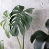 Workshop kamerplanten masterclass