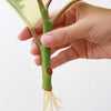 Workshop kamerplanten stekken en vermeerderen