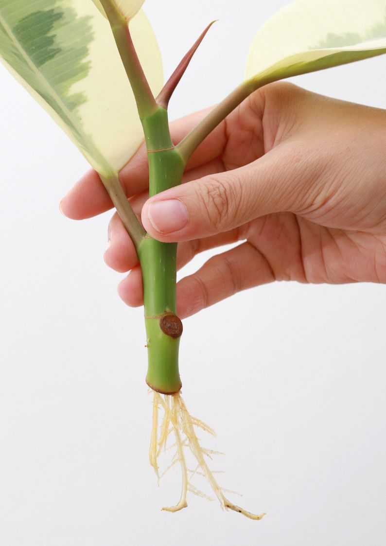 Workshop kamerplanten stekken en vermeerderen