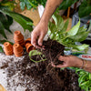 Workshop kamerplanten masterclass