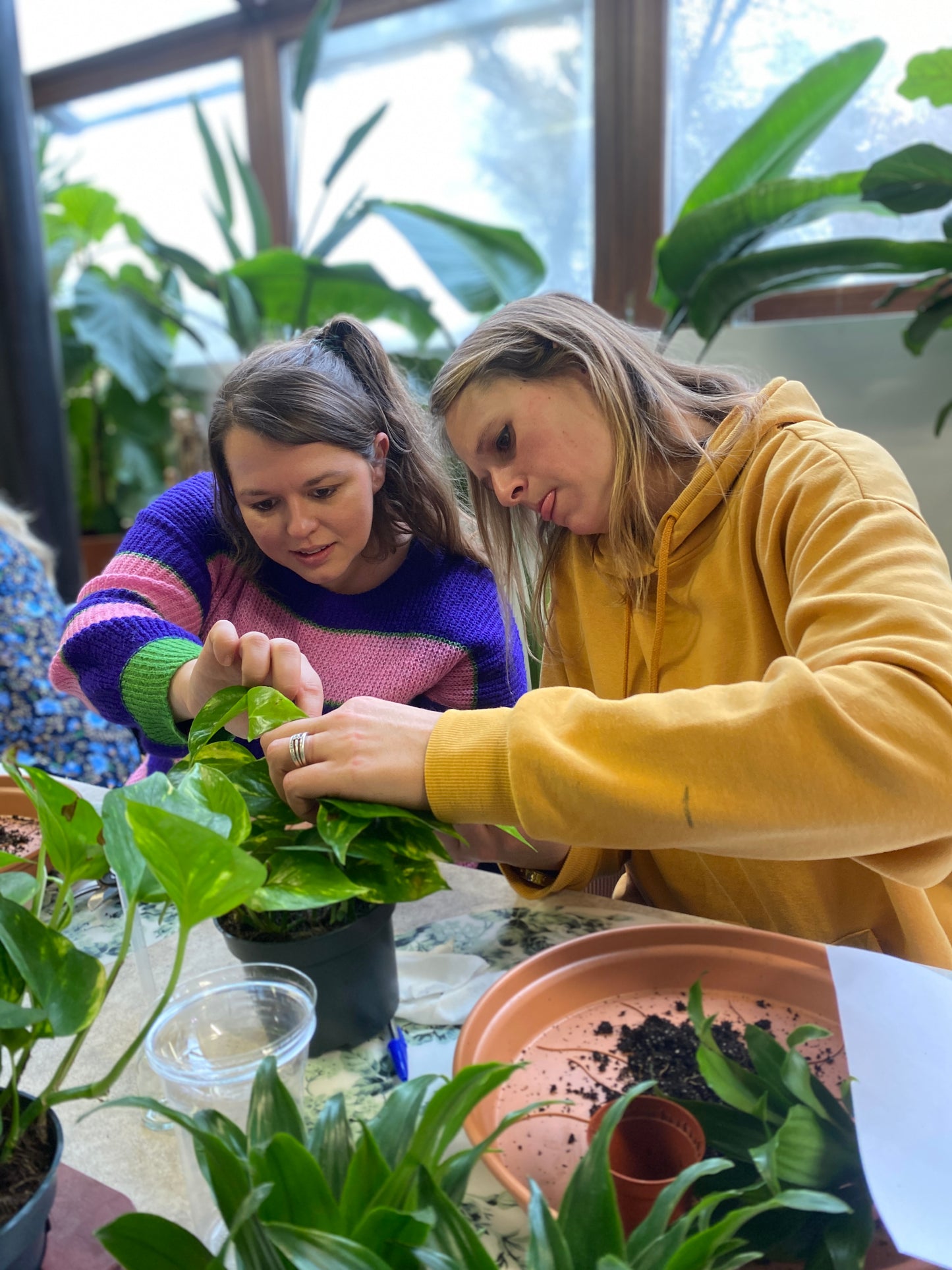 Workshop kamerplanten stekken en vermeerderen - kweek je eigen jungle