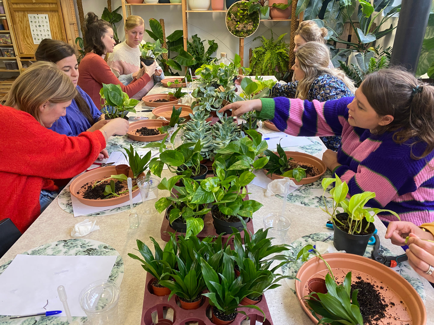 Workshop kamerplanten masterclass - planten verzorgen voor gevorderden