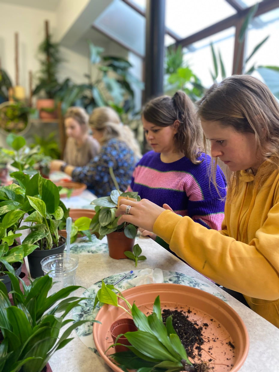 Workshop kamerplanten verzorgen & verpotten